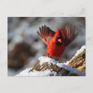 Roter Kardinal im Schnee Feiertagspostkarte