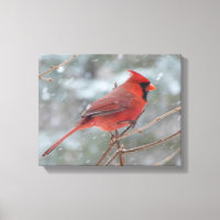Roter Kardinal im Winter