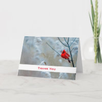 Roter Kardinal im Winter Nature Foto Vielen Dank