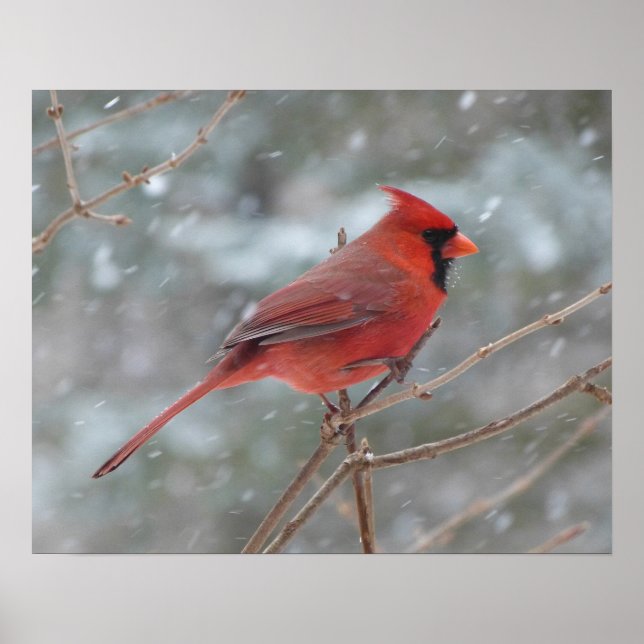 Roter Kardinal im Winter Poster (Vorne)