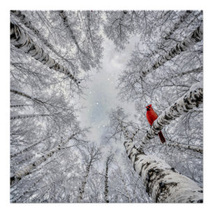 Roter Kardinal in einem winterlichen weißen Birken Poster