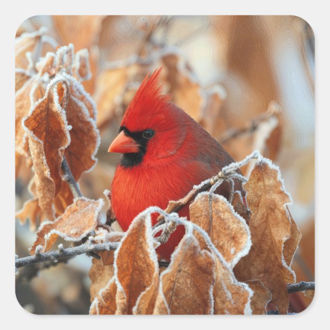 Roter Kardinal in frostigen Herbstblättern Quadratischer Aufkleber (Vorderseite)
