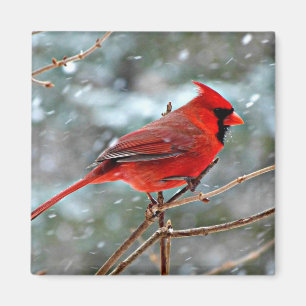 Roter Kardinal Magnet