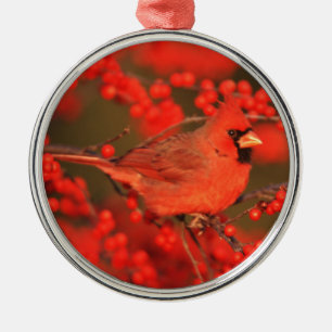 Roter Kardinal-Männchen, IL Silbernes Ornament