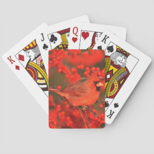 Roter Kardinal-Männchen, IL Spielkarten