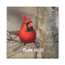 Roter Kardinal Psalm 116:15 Magnet