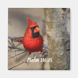 Roter Kardinal Psalm 116:15 Magnet