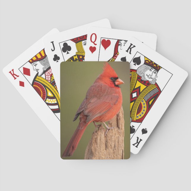 Roter Kardinal  Spielkarten (Rückseite)