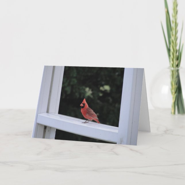 Roter Kardinal, Vermisst Karte (Vorderseite)