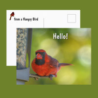 Roter Kardinal von Birdfeeder Hangry Bird