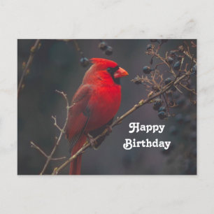 Roter Kardinal Wildtier Foto Geburtstag Postkarte