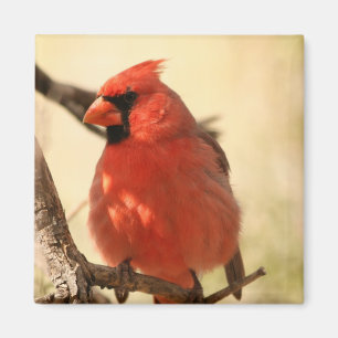 Roter Kardinals-Magnet Magnet