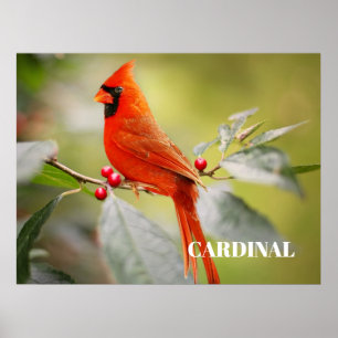Roter Kardinalvogel im Baum Poster