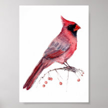 Roter Kardinalvogel