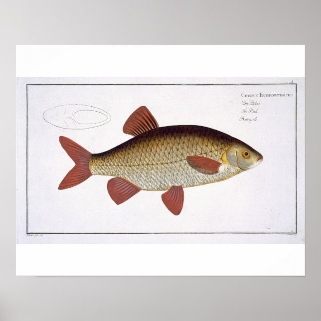 Roter Karpfen (Cyprinus Erithrophthalmus), Platte  Poster (Vorne)