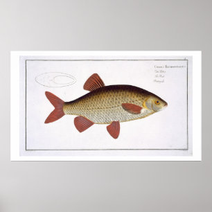 Roter Karpfen (Cyprinus Erithrophthalmus), Platte  Poster