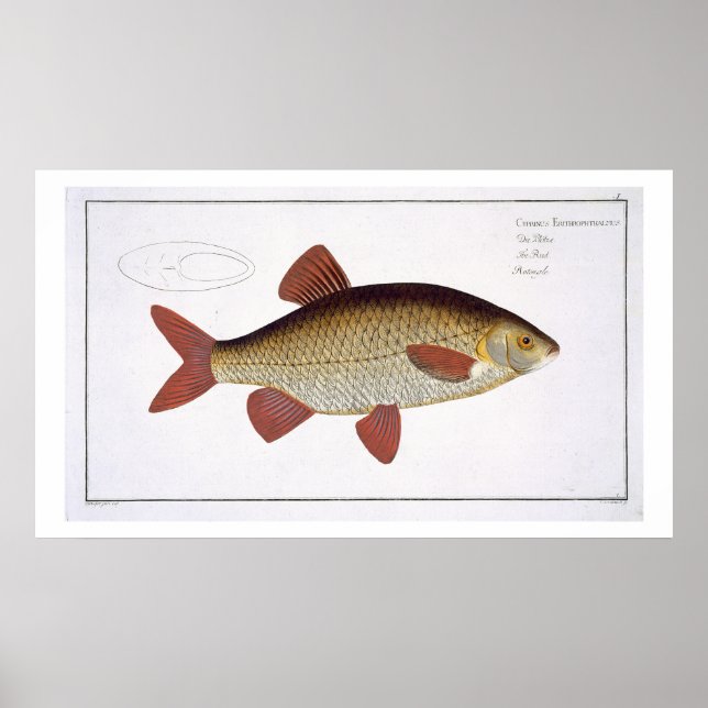 Roter Karpfen (Cyprinus Erithrophthalmus), Platte  Poster (Vorne)