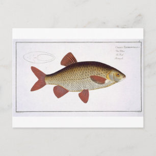 Roter Karpfen (Cyprinus Erithrophthalmus), Platte Postkarte