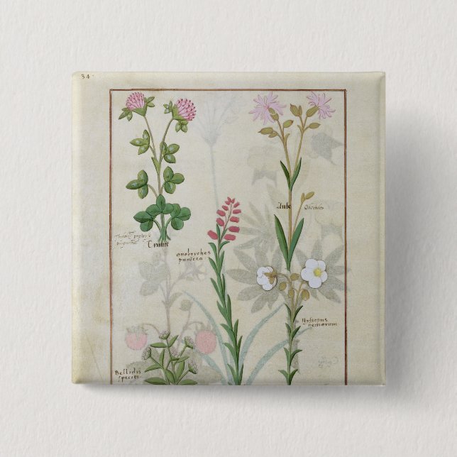 Roter Klee u. Aube Bellidis Onobrychis u. Hyssopus Button (Vorderseite)