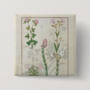 Roter Klee u. Aube Bellidis Onobrychis u. Hyssopus Button