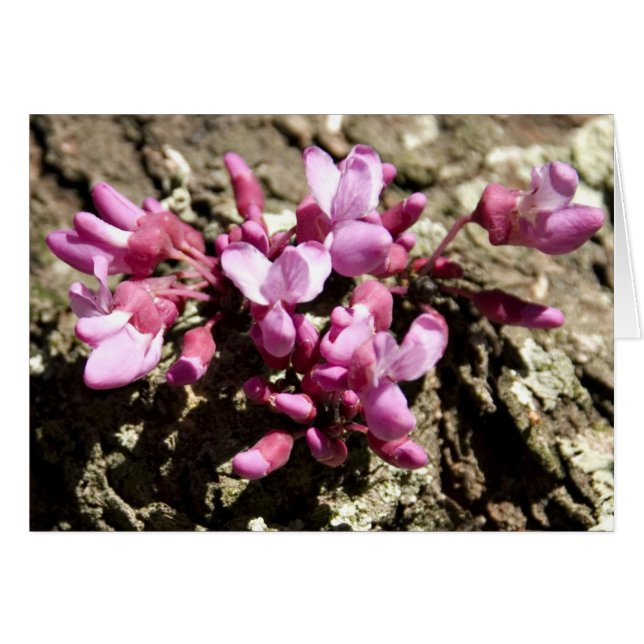 Roter Knospen-Baum (Vorderseite (Horizontal))