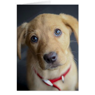 Roter Labrador Welpe Fox