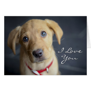 Roter Labrador Welpe Fox