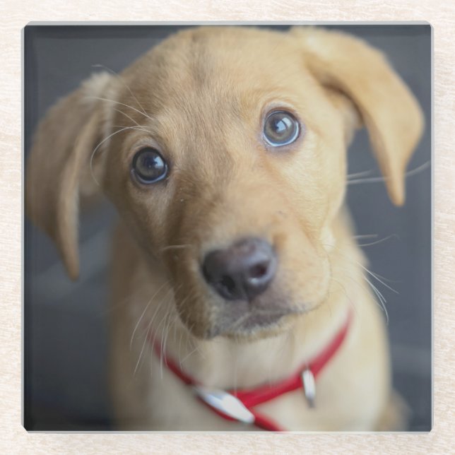 Roter Labrador Welpe Fox Glasuntersetzer (Vorderseite)