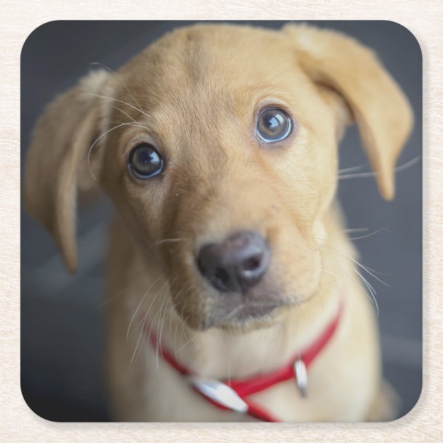 Roter Labrador Welpe Fox Rechteckiger Pappuntersetzer (Vorderseite)