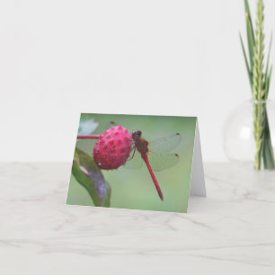 Roter Libellen Naturfotografie Notiz Karte