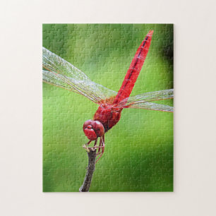 Roter Libellen-Puzzle auf grünem Hintergrund Puzzle