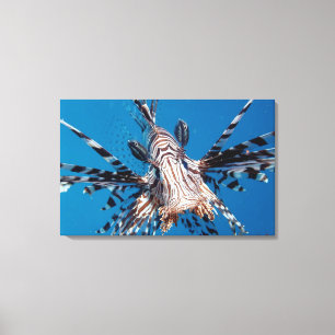 Roter Lionfish 2 Leinwanddruck
