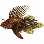 Roter Lionfish-Vintager Druck Freistehende Fotoskulptur<br><div class="desc">Rote Lionfishillustration,  genommen "von den Fischen von Samoa-Inseln",  C. 1906.</div>