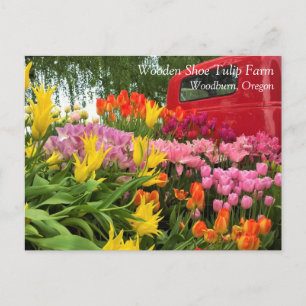 Roter LKW mit Tulpen, Oregon-Postkarte Postkarte