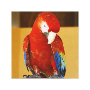 Roter Macaw-tropischer Papagei in Mexiko Leinwanddruck