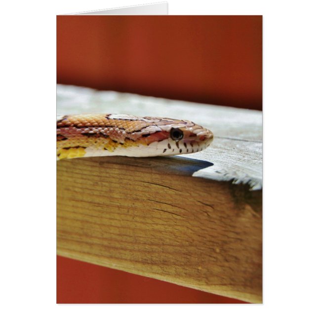 Roter Maisschlange (Vorne)