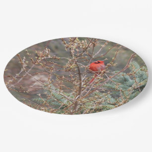 Roter männlicher Kardinal auf der Forsythia Hedge Pappteller