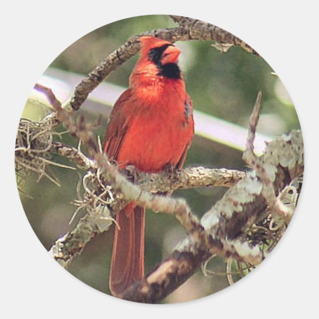 Roter männlicher Kardinal Round Stickers (Vorderseite)