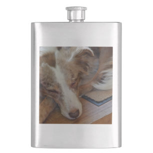 roter Merle Aussie schlafend Flachmann