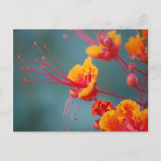 Roter mexikanischer Paradiesvogel Postkarte