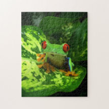 Roter Mit Augen Baum Frosch Regenwaldsteg