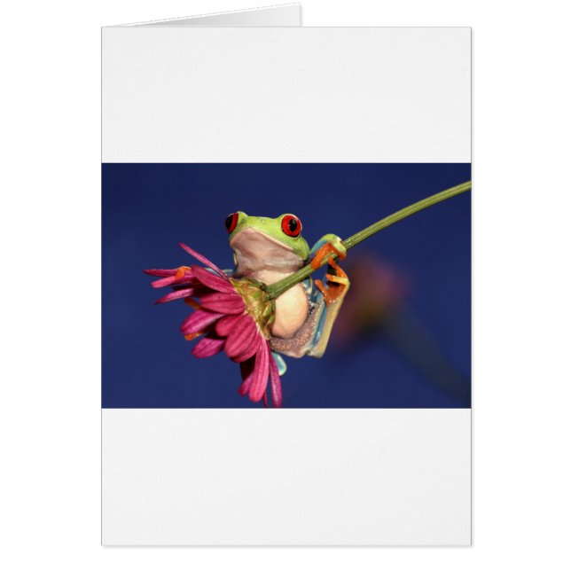 roter mit Augen Baumfrosch (Vorne)