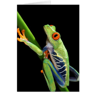 roter mit Augen Baumfrosch