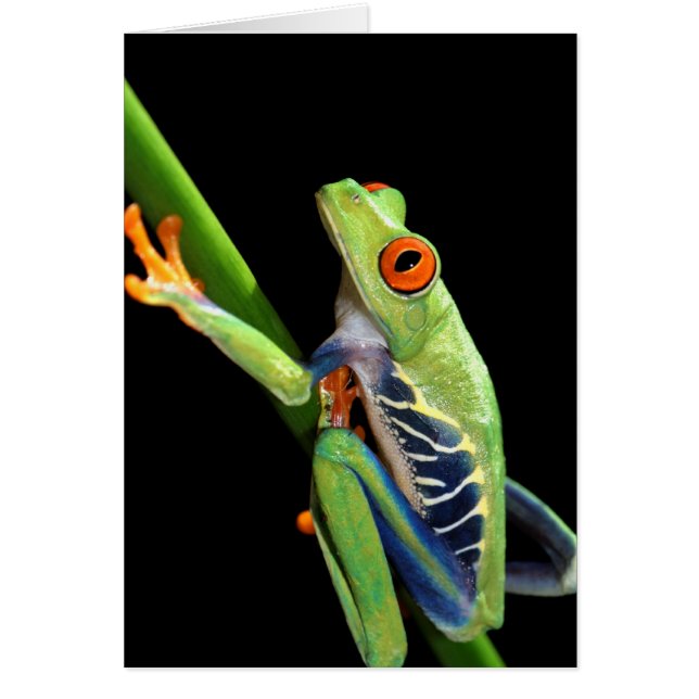 roter mit Augen Baumfrosch (Vorne)