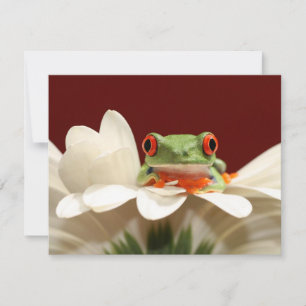 Roter mit Augen Baumfrosch
