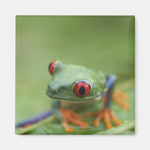 Roter mit Augen Baumfrosch (Agalychnis callidryas) Magnet