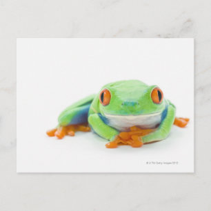 Roter Mit Augen Baumfrosch (Agalychnis Callidryas) Postkarte