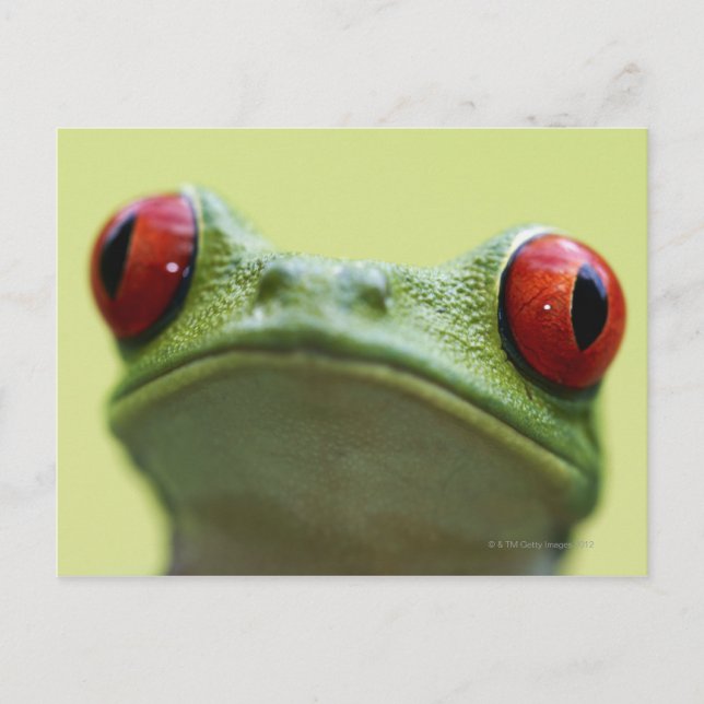 Roter mit Augen Baumfrosch (Agalychnis callidryas) Postkarte (Vorderseite)