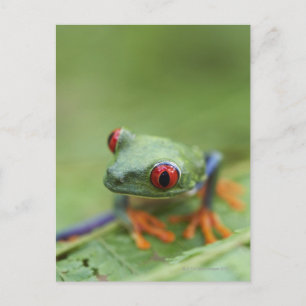 Roter mit Augen Baumfrosch (Agalychnis callidryas) Postkarte