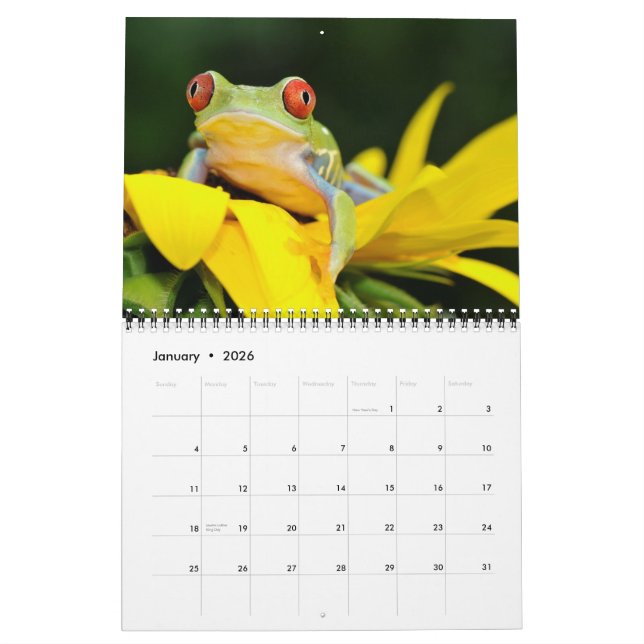 roter mit Augen Baumfrosch, Kalender der Frösche (Jan 2026)